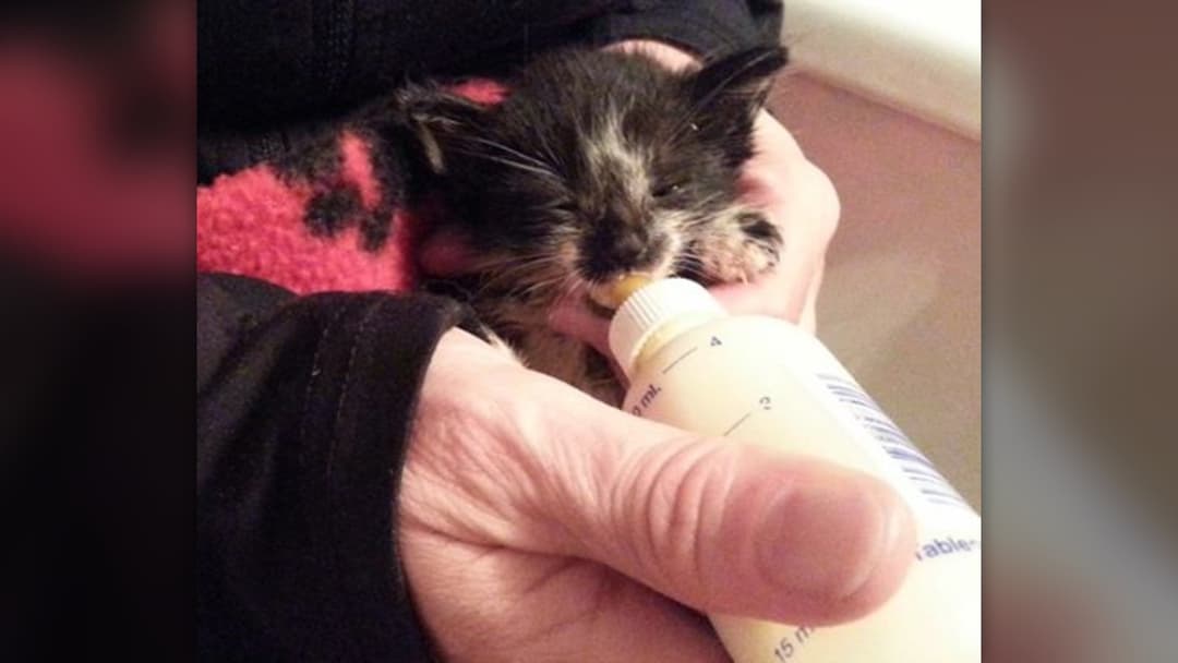 4. The First Bottle Feeding