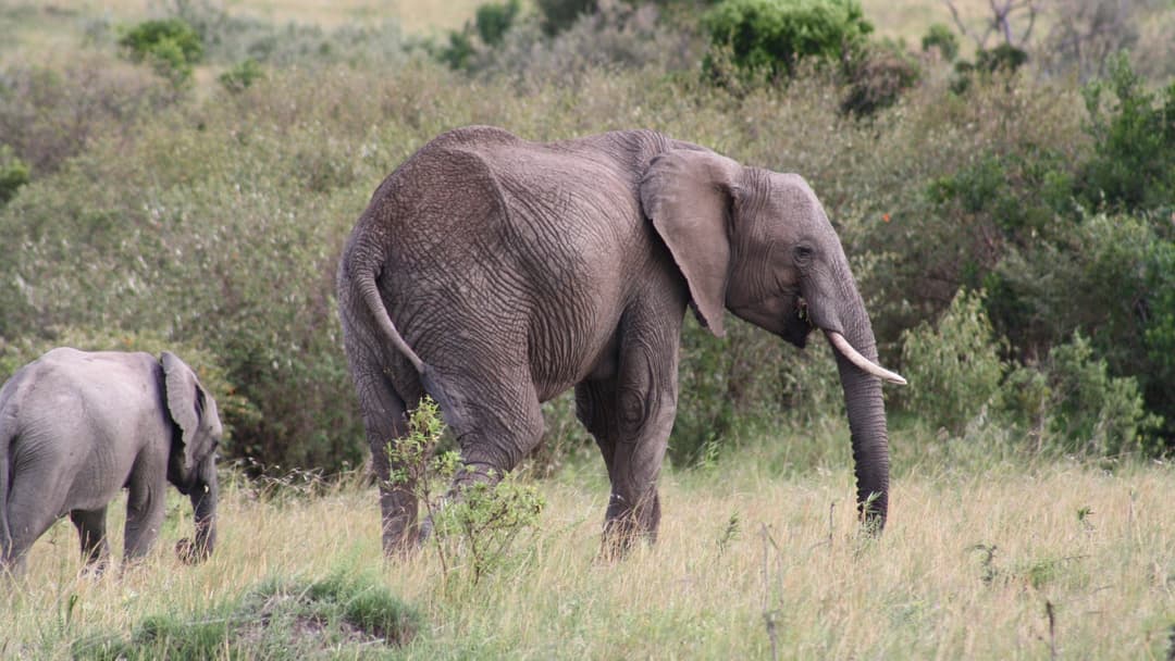 African elephant calf walking closely under its mother body