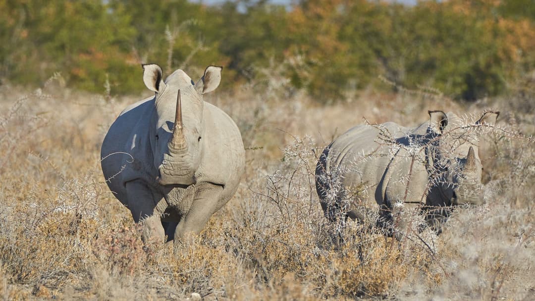 10. White Rhinoceros: Wait Until The Last Second, Then Dodge Behind Bush