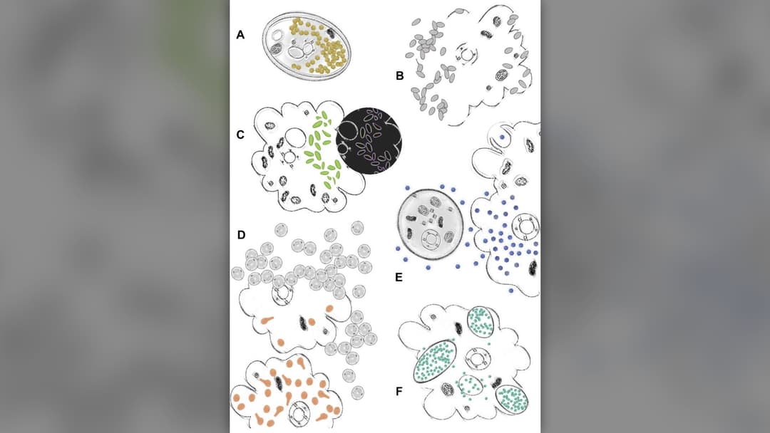 3. Active 30,000-Year Giant Virus