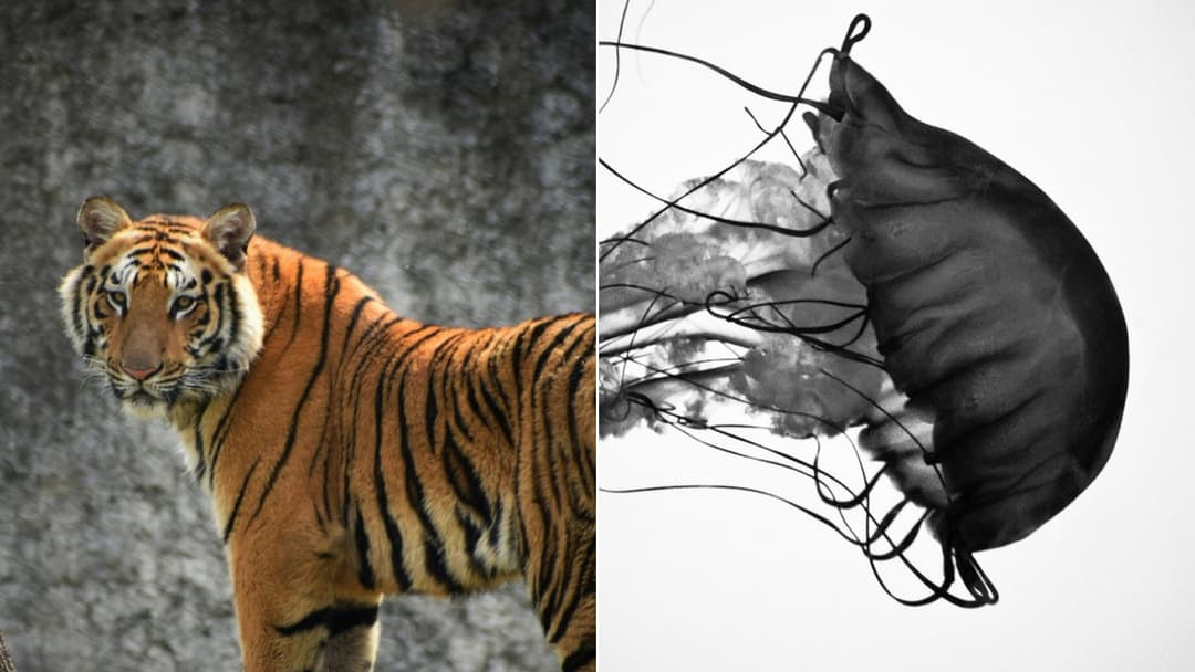Play Dead, Fight Back, or Run? The Exact Rules That Will Save Your Life