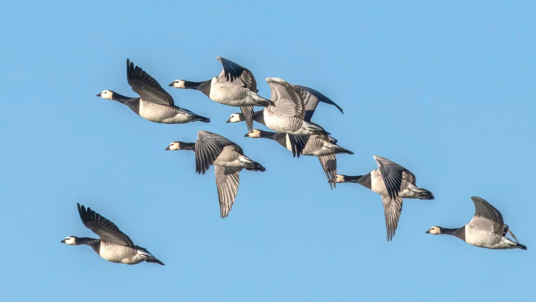27. Barnacle Goose And The Tree Born Bird