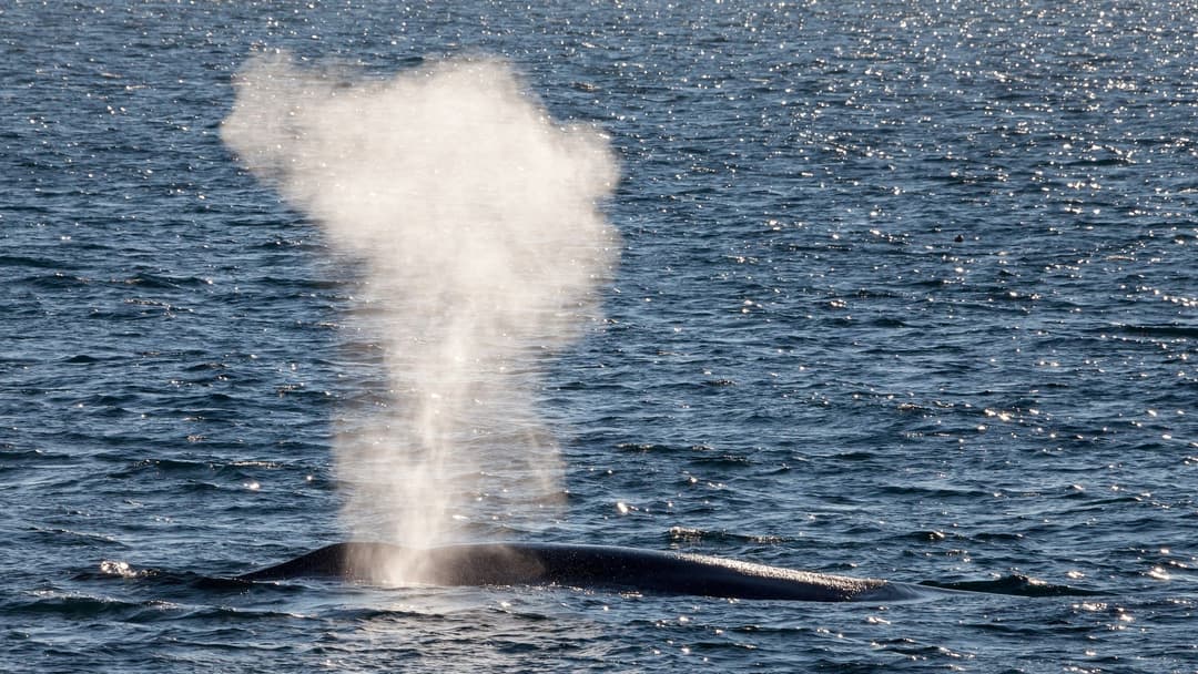 13. Blue Whale
