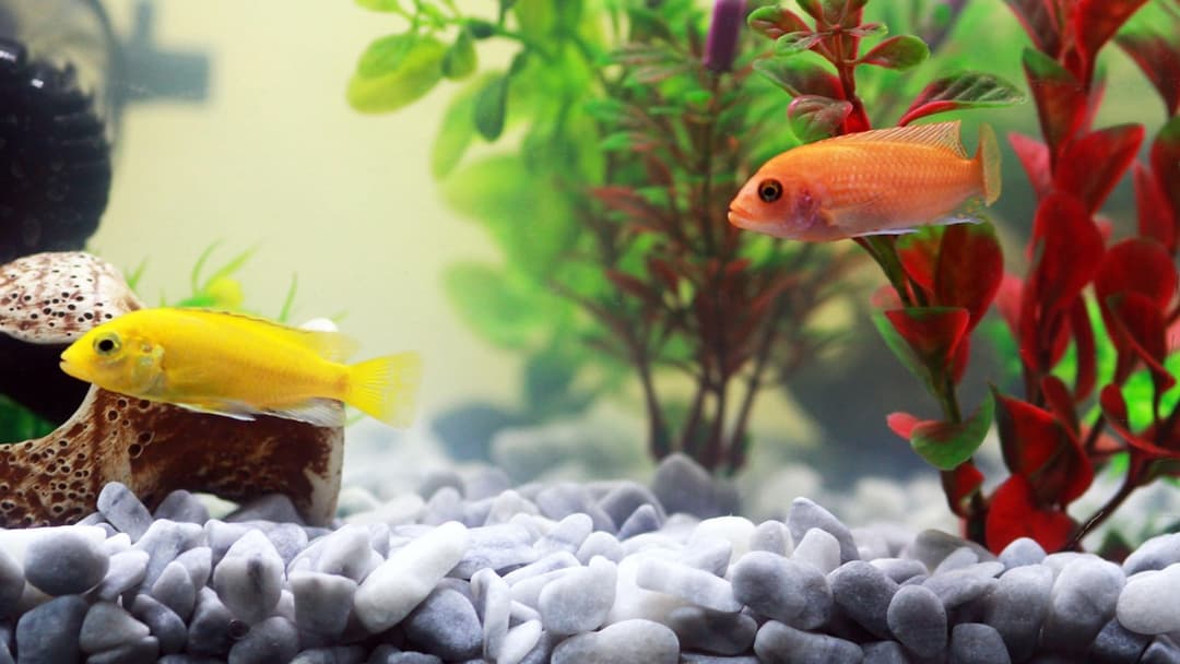 Custom built tropical saltwater aquarium filled with vibrant yellow reef fish and coral