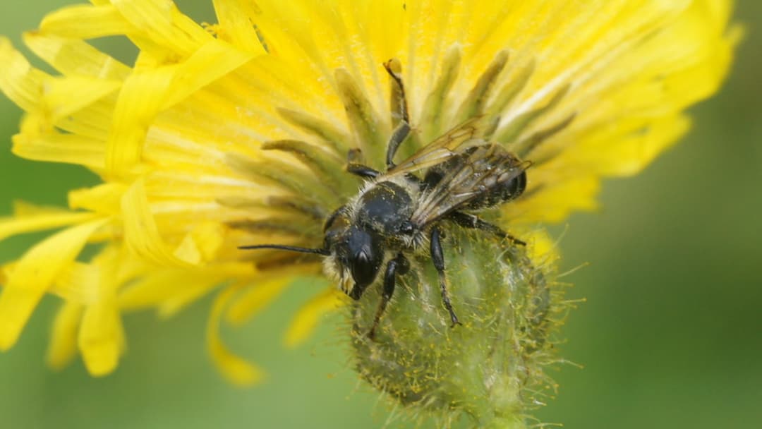 Close-up of a female Megachile leafcutter bee resting on green foliage
