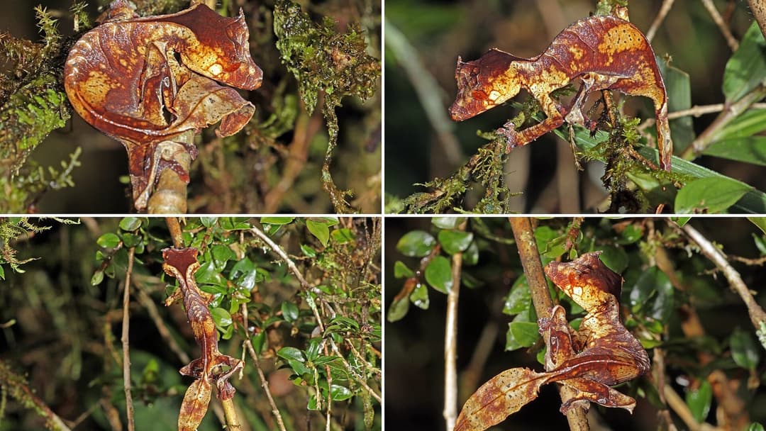 8. Satanic Leaf-Tailed Gecko
