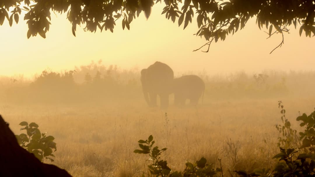 Elephant mother and baby touching trunks in Jim Corbett National Park