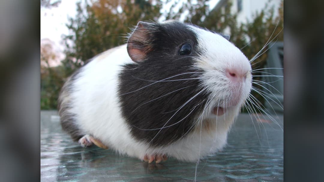 1. Guinea Pig