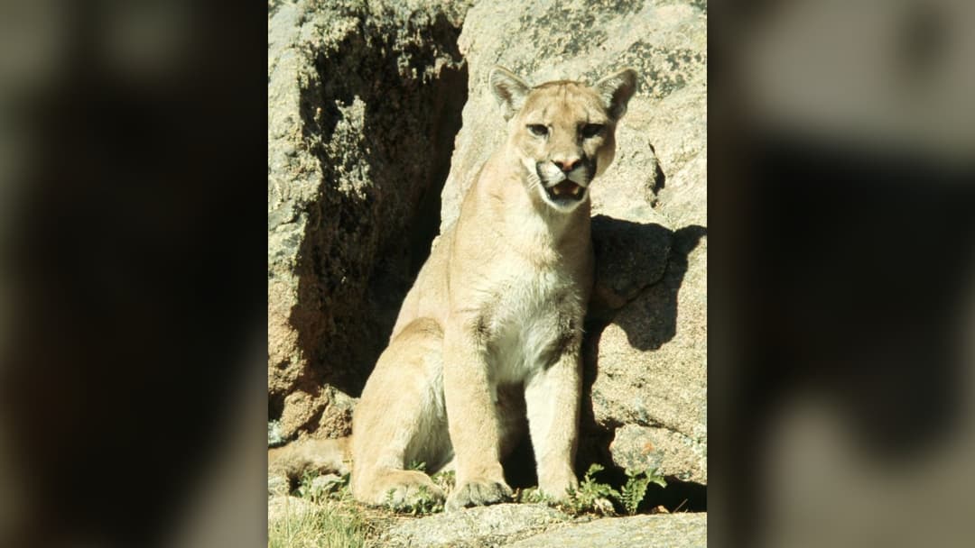 3. Mountain Lion (Cougar): Open Your Jacket Wide And Fight Back Fiercely