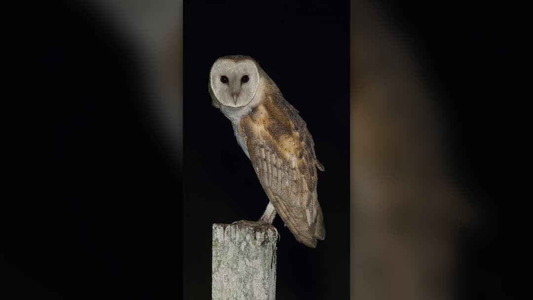 5. Barn Owl
