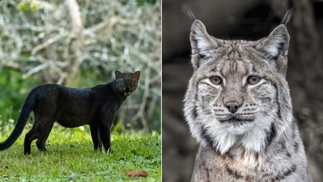 Rare Wild Cats That Look Almost Too Unusual to Be Real