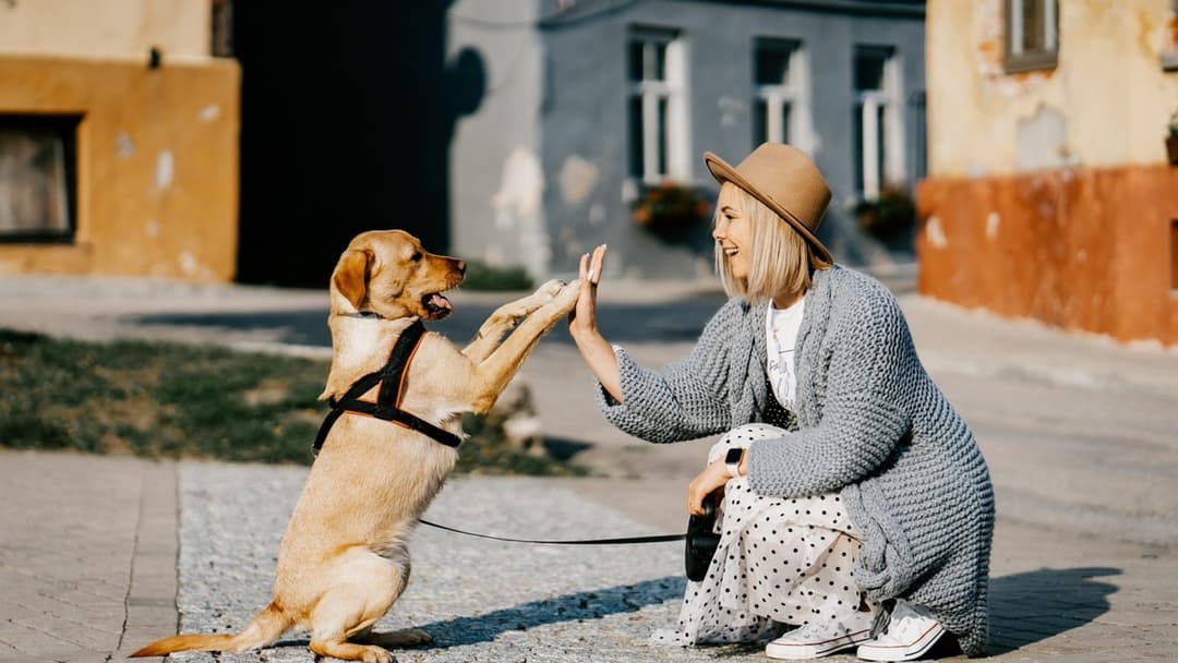 How to Read the Subtle Body Language That Proves Your Dog Loves Life With You