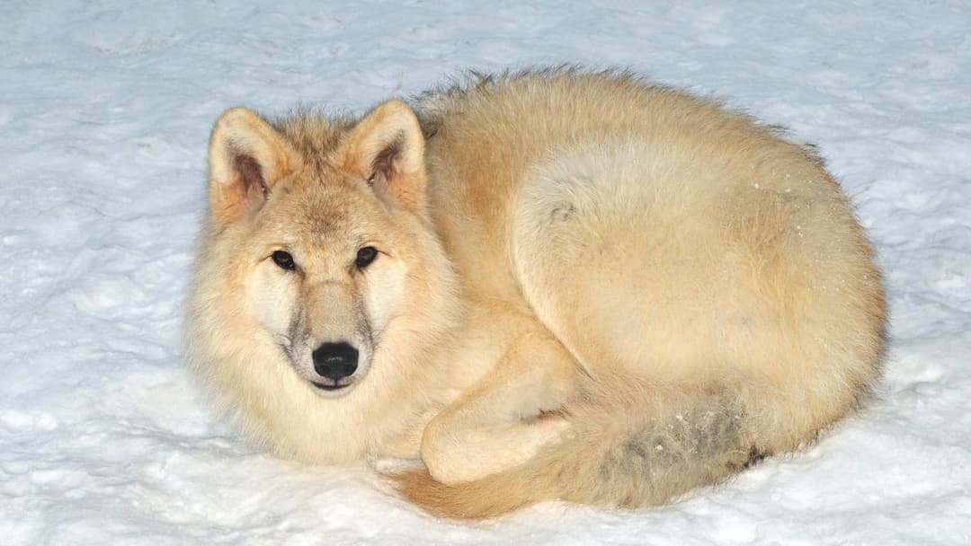 25. Gray Wolf And The Werewolf