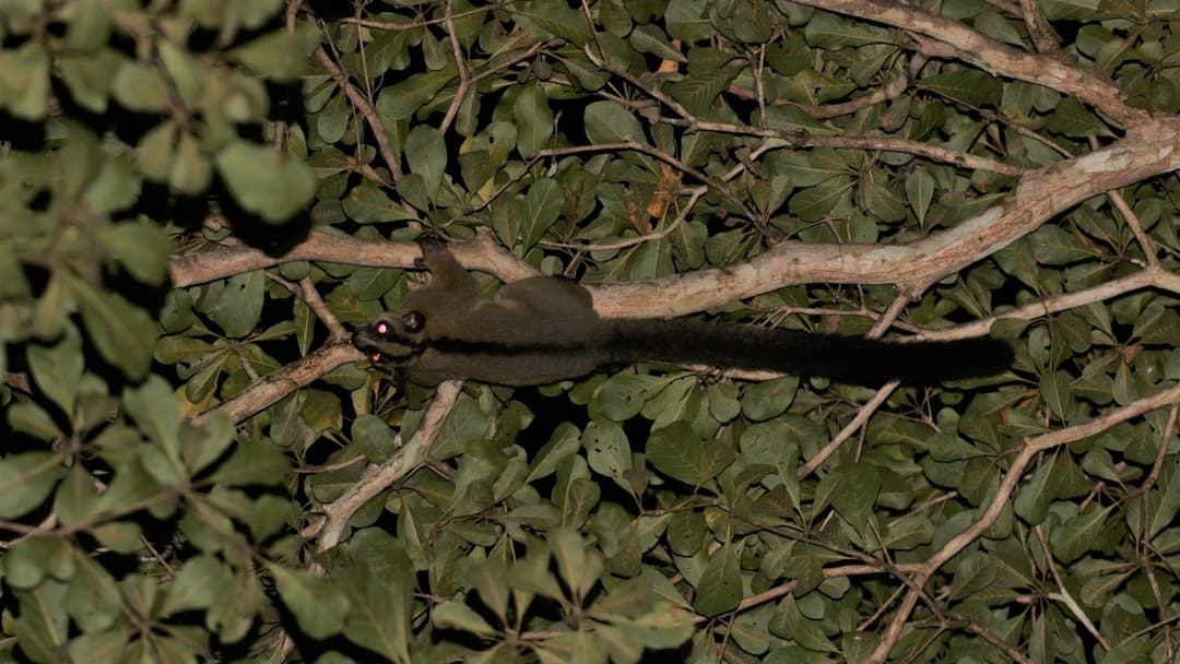15. Specialized Gum Feeders