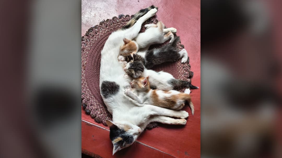 8. Domestic Cat