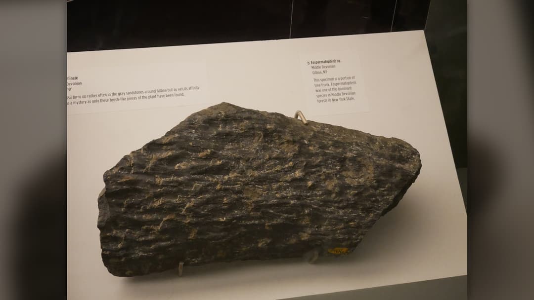 Devonian Wattieza fossil tree trunk specimen at the New York State Museum in Albany