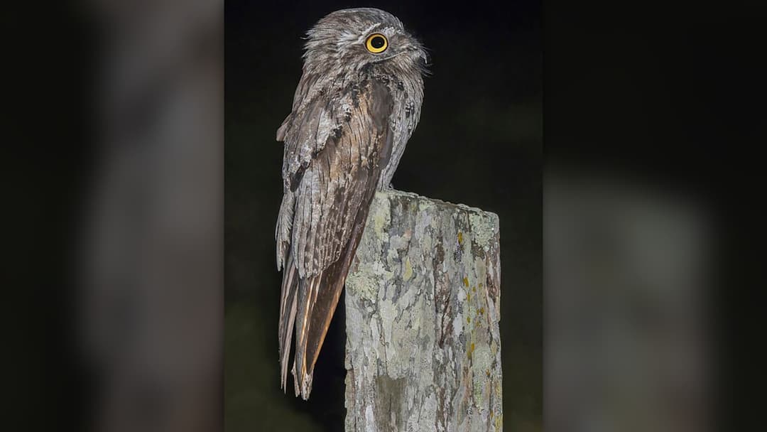 6. Great Potoo