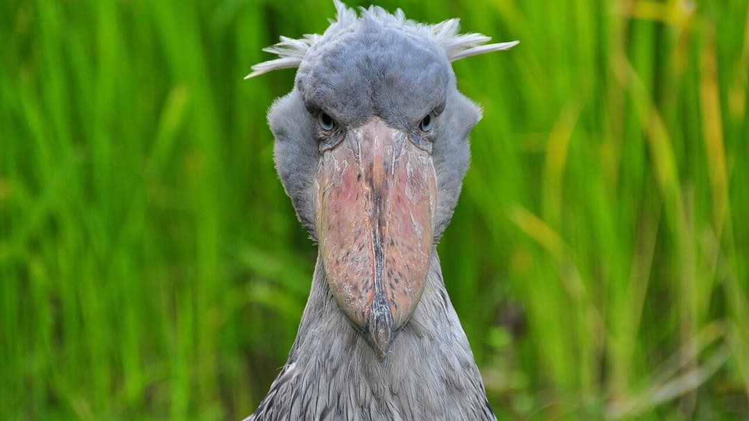 13. Shoebill Stork