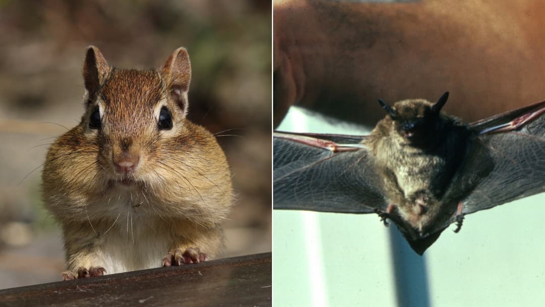 Animals who sleep the whole winter: Hibernating Animal
