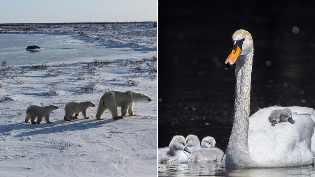 How Animal Mothers Teach Their Babies to Survive