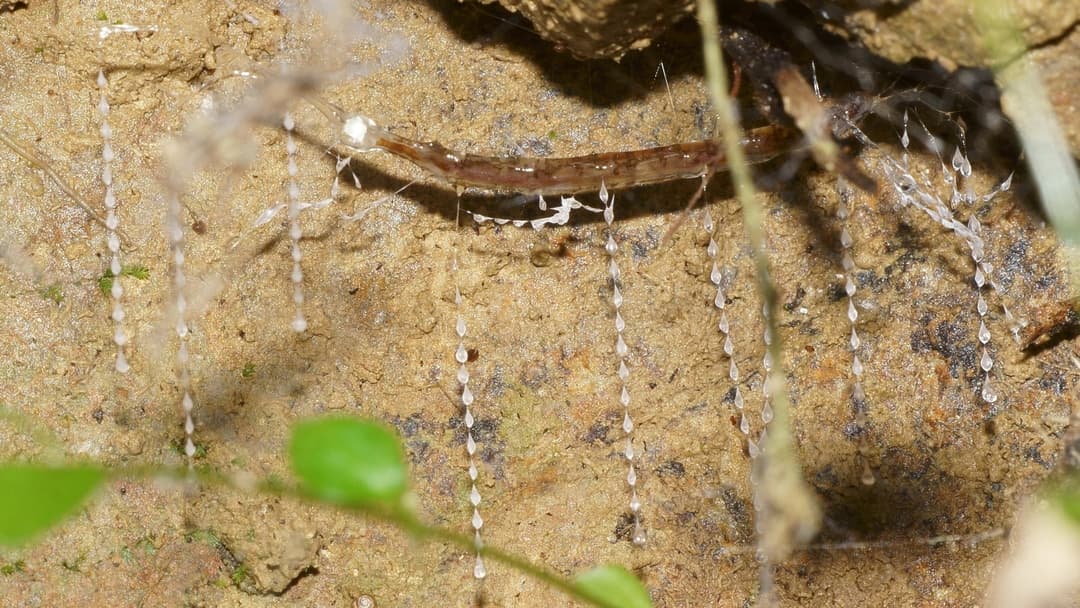 Close-up of a Waitomo glowworm larva Arachnocampa luminosa glowing bright blue-green beside its sticky silk snare threads