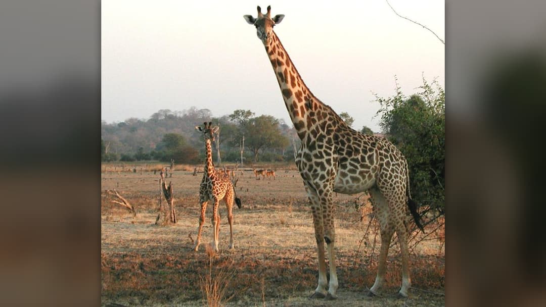 16. Giraffe