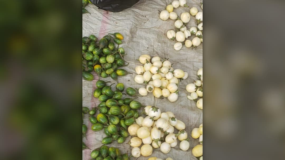 21. White And Green Eggplants