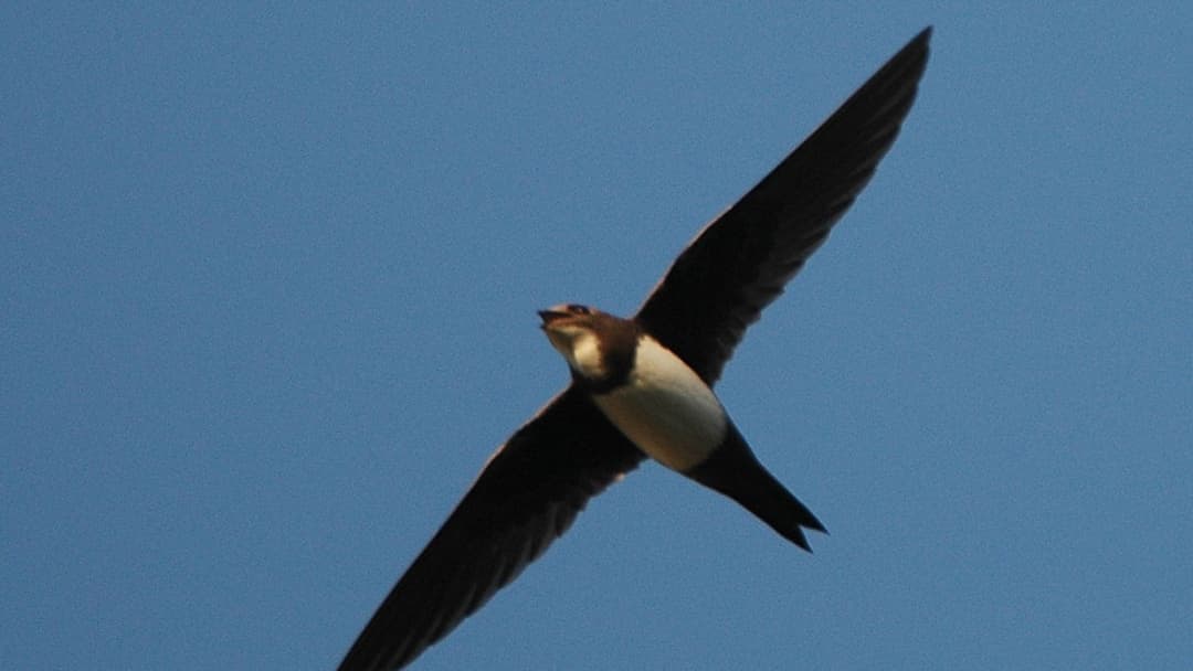 Alpine swift gliding effortlessly in flight against a blue sky