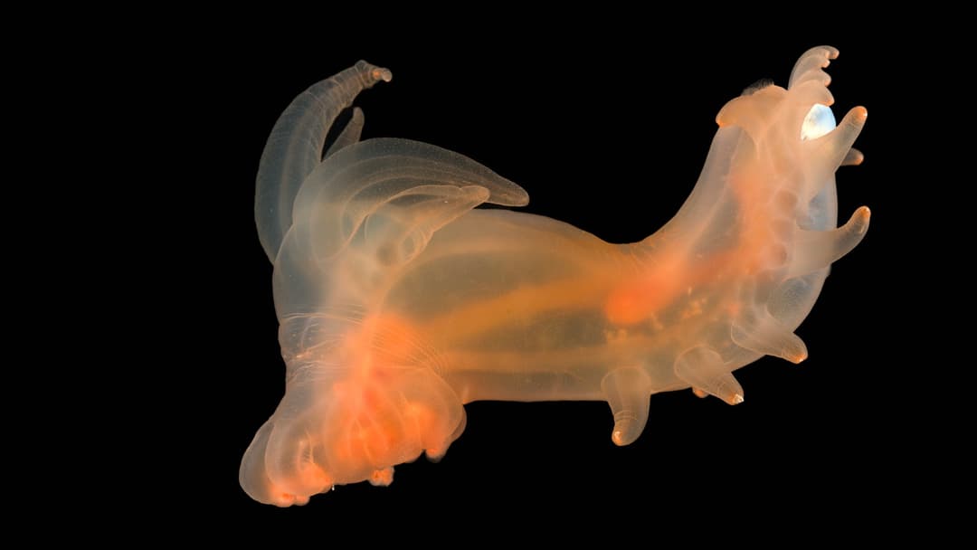 Deep-sea translucent sea cucumber of genus Peniagone with horn-like appendages on the abyssal seafloor