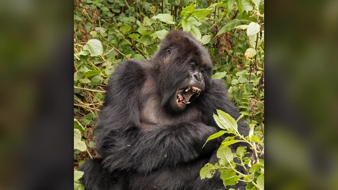 26. Mountain Gorilla And The Yeti