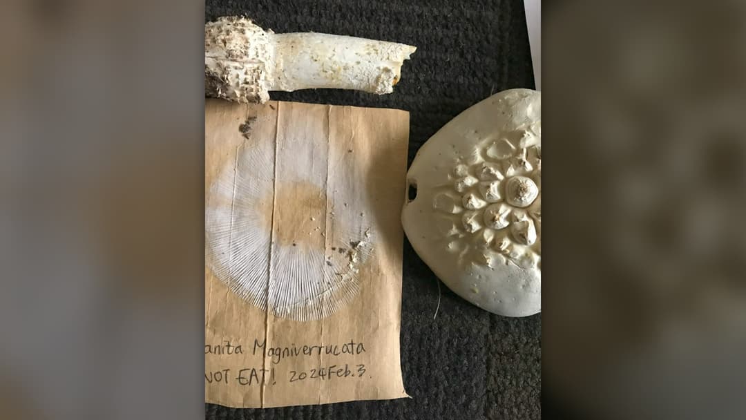 Foraged wild Amanita mushroom cap resting beside its radial white spore print on dark paper