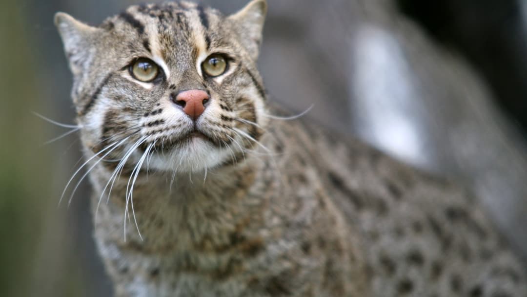 5. Fishing Cat Swimmer
