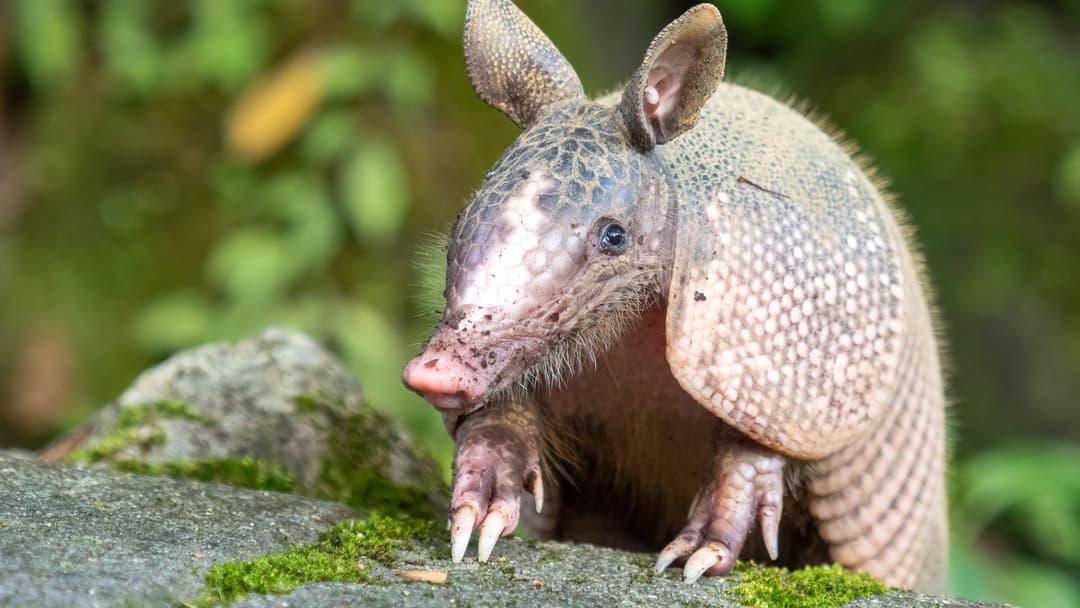 10. Nine Banded Armadillo