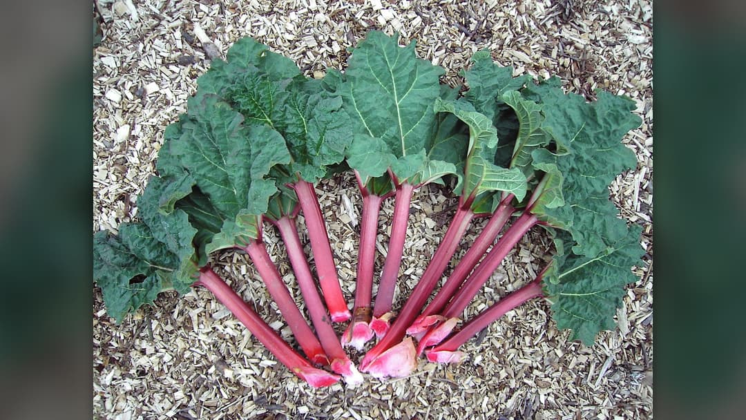 20. Rhubarb