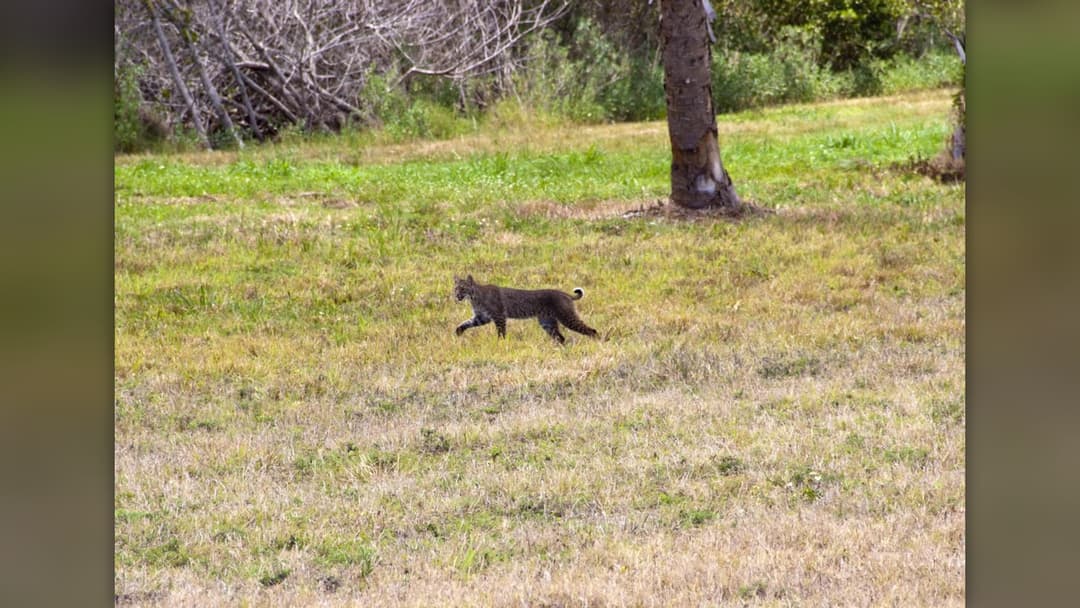 Mother cat playfully batting and interacting with young kitten