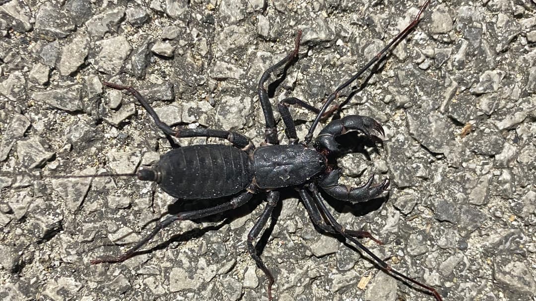 3. Whip Scorpion Vinegaroon