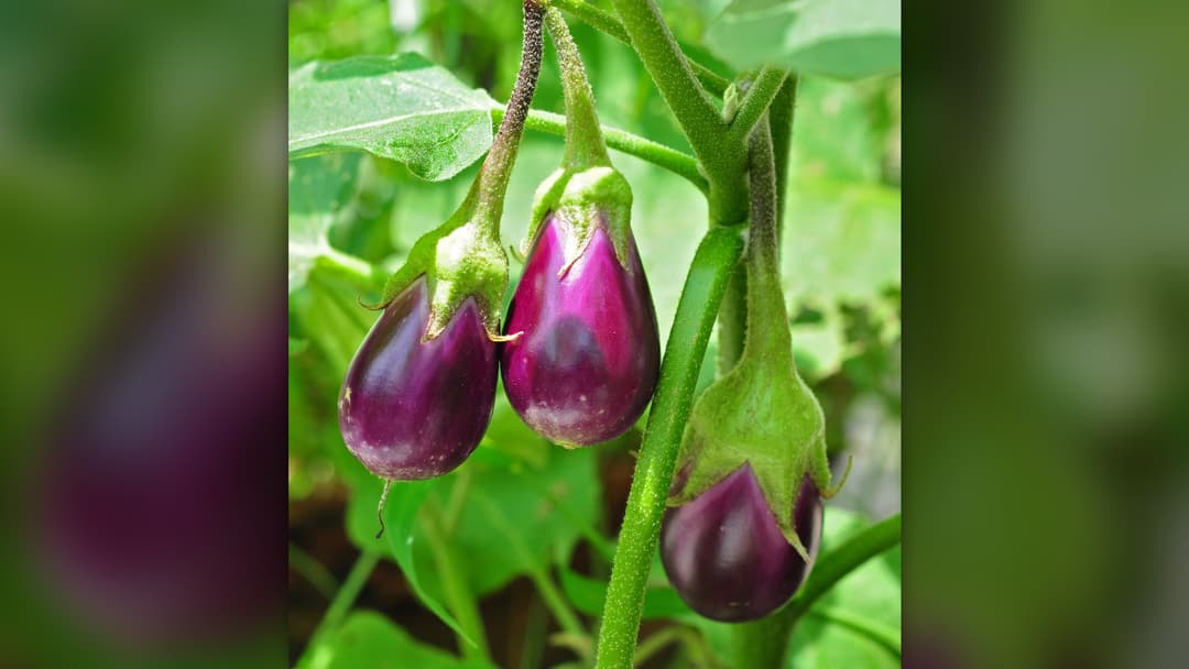6. Eggplants