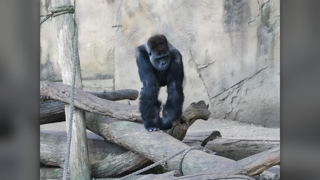13. Silverback Gorilla: Crouch Down, Look Away, And Bare No Teeth