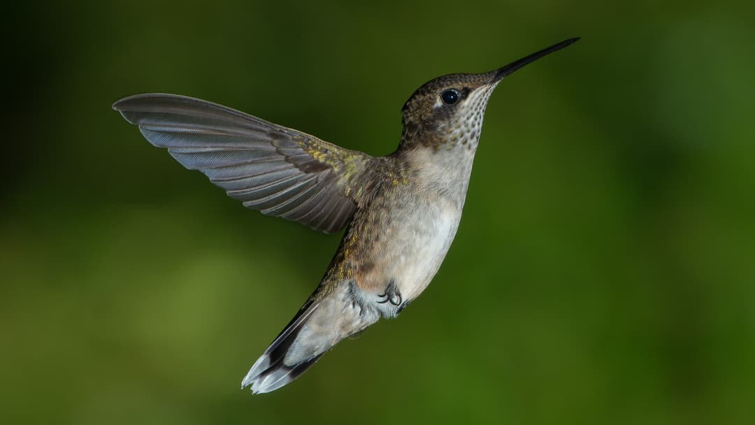 1. Ruby Throated Hummingbird