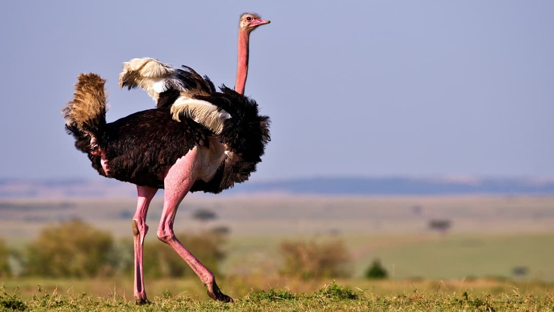 22. Ostrich: Dive Into Dense Brush Or Lie Flat On Your Stomach