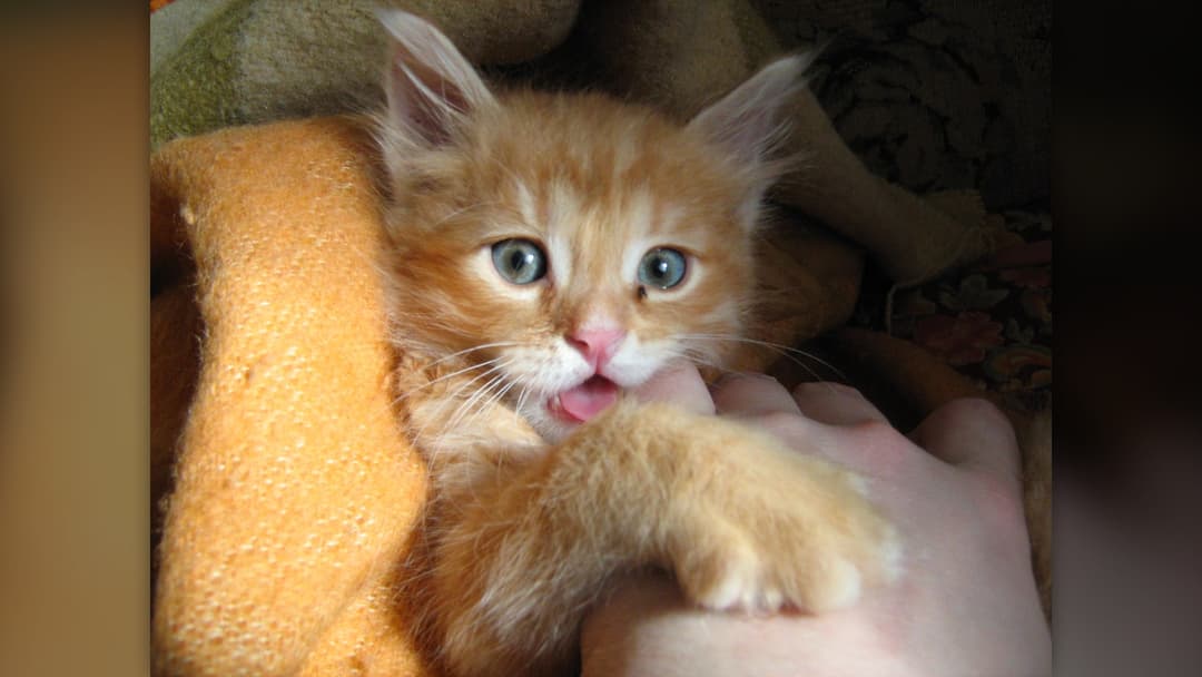 9. Eyes Opening At Ten Days