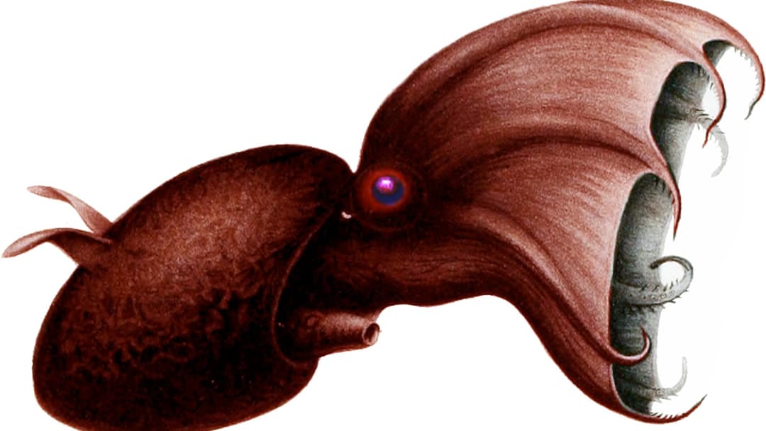 17. Vampire Squid