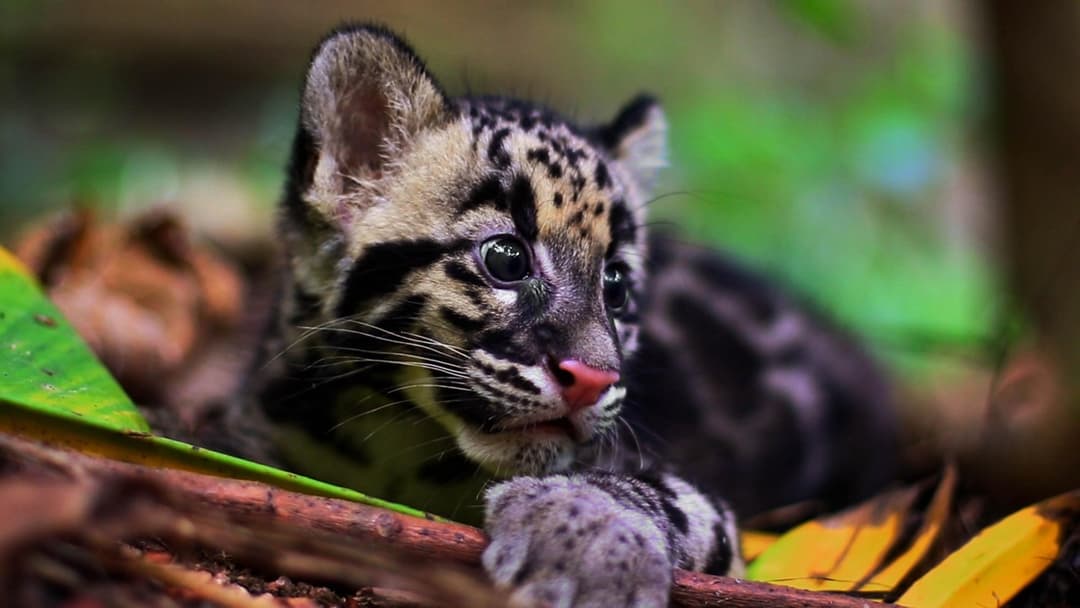 8. Clouded Leopard Arboreal Phantom
