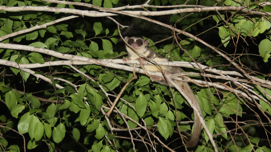 12. The Primate That Hibernates