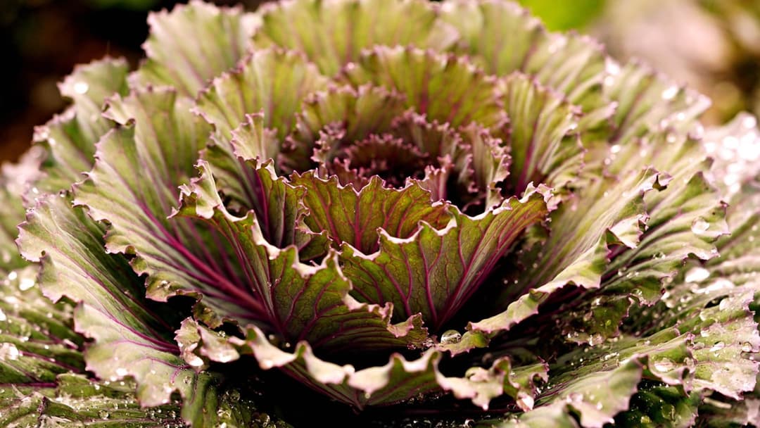 11. Giant Cabbage (138.25 Pounds)