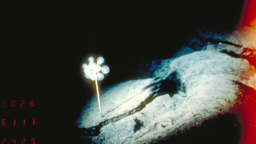 Spherical deep-sea carnivorous sponge Chondrocladia anchored on the ocean floor