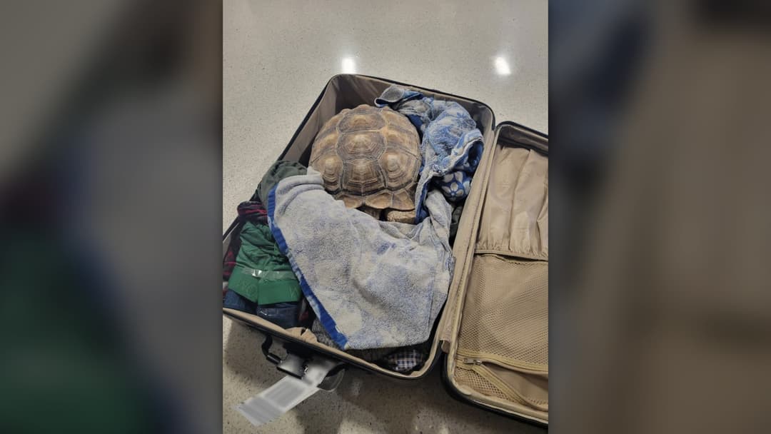 Official U.S. Fish and Wildlife Service photo of a live smuggled tortoise hidden inside underwear and clothing in baggage