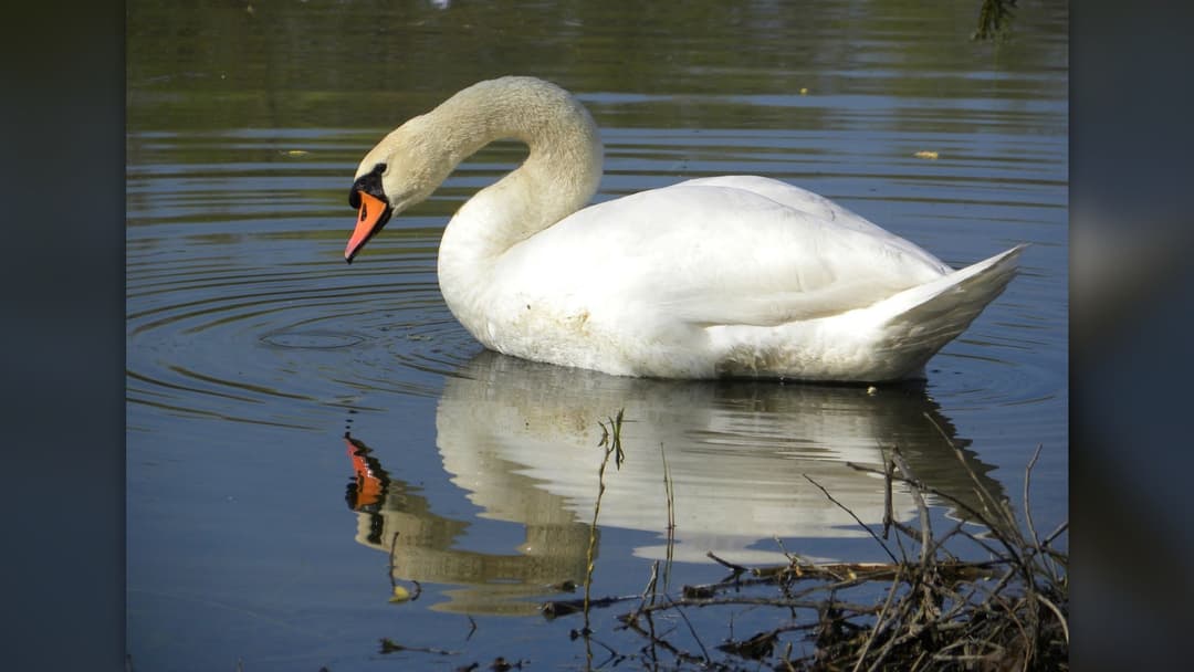 Adult male mute swan showing elongated graceful neck curve
