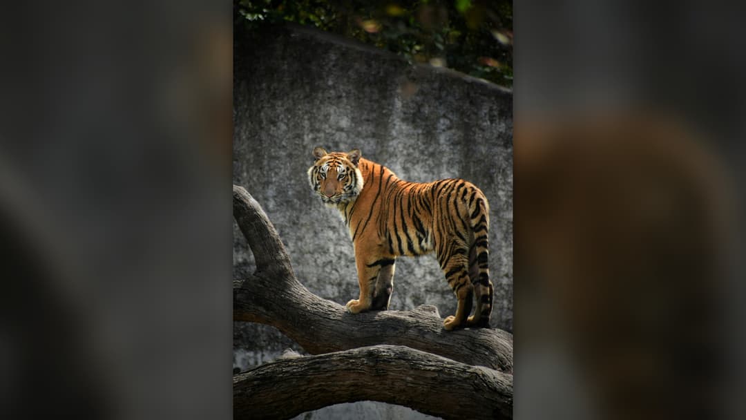 2. Lion Or Bengal Tiger: Face The Cat, Spread Your Arms, And Clap Loudly