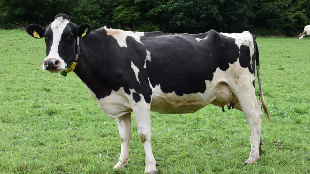 12. Domestic Cow